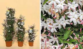 Train along a fence or trellis near a patio in areas like auburn, citrus heights, elk grove, folsom, rocklin, roseville and sacramento. Jasminum Polyanthum Pink Jasmine Climbing Garden Plants Online