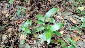 Image result for Floscopa africana