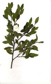 Image result for Pterocelastrus