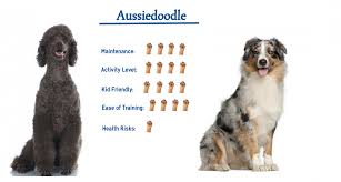 Aussiedoodle Everything You Need To Know At A Glance
