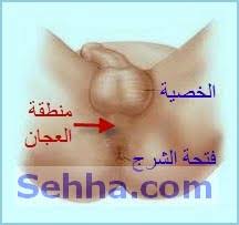 حبوب صغيرة على الخصيه اجمل جديد