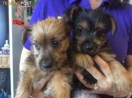 Rescue pets & sales is australia's #1 puppy, dog, cat, kitten & other pets and rescues listings site! Australian Terrier Puppies At Puppy Shack Brisbane