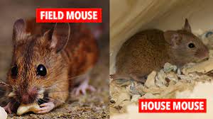 Pest Advice For Controlling House Mice