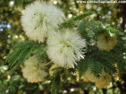 Image result for Acacia luederitzii