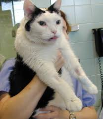 Sinbad an egyptian cat, survived 16 days without food or water but see below. Feline Acromegaly Endocrine System Merck Veterinary Manual