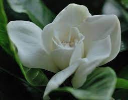 Gardenia Gardenia Flowers Flower Pictures