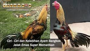 Selain itu, kamu juga bisa cek harga terbaru ayam shamo dan diurutkan dari harga yang termurah! 71 Gambar Ayam Wido Juara Terbaik Infobaru