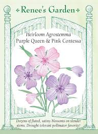 Image result for Agrostemma