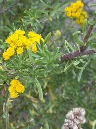 Image result for Nidorella welwitschii