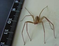Además de su reputación como una de las arañas más grandes del mundo, la araña pollito, también tiene la vida más larga conocida de todas las tarántulas: Medicina Digital Investigadores Mexicanos Innovan Antiveneno Para Neutralizar Toxina De Arana Violinista