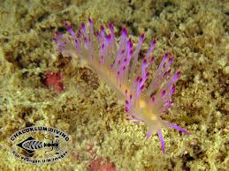 Image result for Solenangis clavata