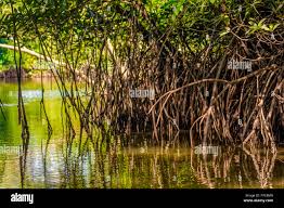 Image result for Rhizophoraceae