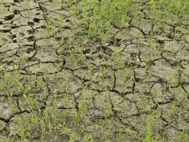 Rewa Farmers Paddy Crop Crisis | Agriculture Experts Advice