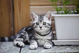 Megasusse Katzenfotos Deswegen Lieben Wir Katzen Bild 6 Frauen Katzen Fotos Baby Katzen Katzen