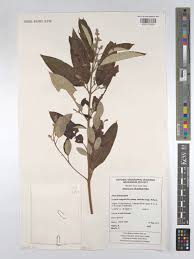 Image result for Ozoroa viridis