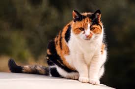 Food names for calico cats. Fascinating Genetics Of Calico Cats Lovetoknow