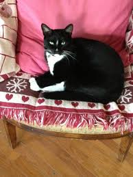 Beautiful Black And White Spotted Cat My Beautiful Figaro Tuxedo Cat With Images Bambino Cat Spotted Cat Manecoon Cat
