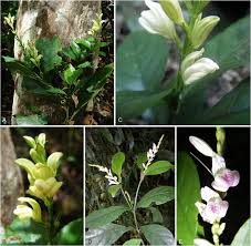 Image result for Isoglossa