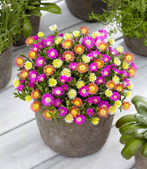 Sedum sun sparkler sedoro blue. Winterharte Eisblumen Summer Mix 1a Qualitat Baldur Garten