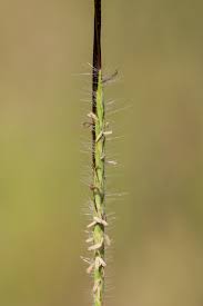 Image result for Heteropogon contortus