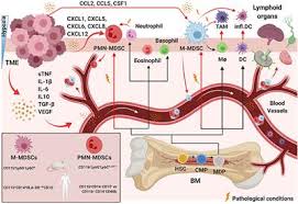 Walters landscaping improved our property and increased the value of our home. Frontiers Natural Killer Cell Interactions With Myeloid Derived Suppressor Cells In The Tumor Microenvironment And Implications For Cancer Immunotherapy Immunology