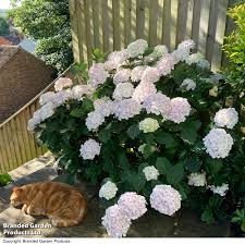 Image result for Mostuea microphylla