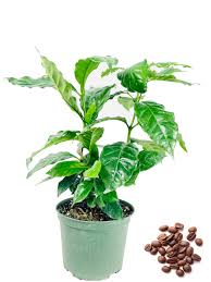 Image result for Coffea