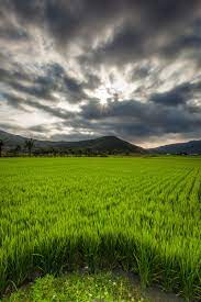 rice field at sunset 風景 台湾