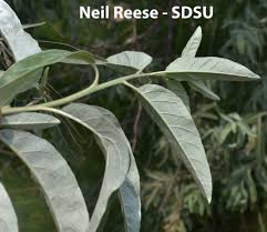 Image result for Antizoma angustifolia