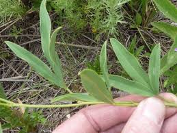 Image result for Tephrosia acaciifolia