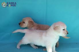 Golden Retriever Tuvalet Egitimi Kanka Kopek