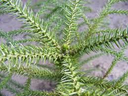 Image result for Araucaria columnaris