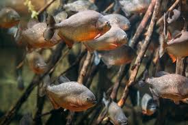 Sturgeon detroit punya panjang hampir 2,1 meter, ditangkap di sungai detroit, michigan, negara bagian amerika serikat, bulan lalu. 5 Ikan Air Tawar Yang Paling Mematikan Kelas Pintar