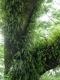 Image result for Lepisorus