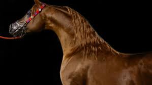 Arabian Horse Hd Wallpaper Free Image 3840x2160 Desktop Background Photography Equitation Search free mustang wallpapers on zedge and personalize your phone to suit you. arabian horse hd wallpaper free
