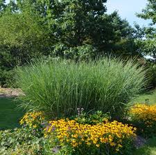Image result for Panicum novemnerve