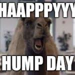 Geico camel hump day tv commercial with timothy ryan cole, andrew anthony, chris sulivan, lesley tsina, lindsay stoddart, michael clark (university of phoenix/red socks ad), & alex harvey. Hump Day Camel Meme Generator Imgflip
