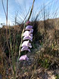 Image result for Gladiolus crassifolius