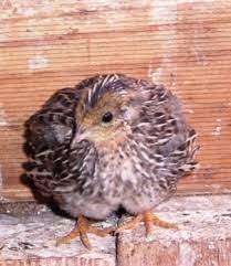 King Quail Or Coturnix Chinensis