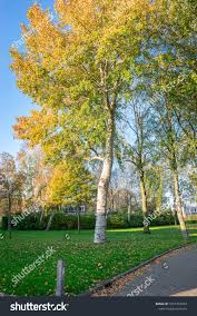 Image result for Populus ×  canescens