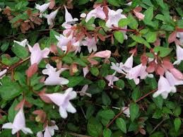 Beautiful begonia with leaves of metallic silver rimmed in dark steel, blushed with plum purple as the plant grows. Breaking Ground