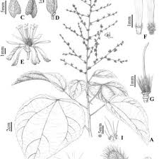 Image result for Triumfetta digitata