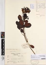 Image result for Syzygium komatiense