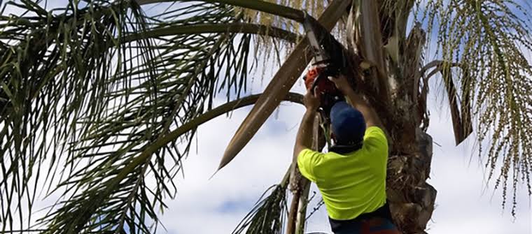 Image result for palm tree removal service"