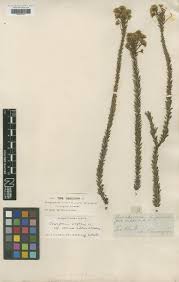 Image result for Eriosema tisserantii