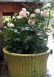 Das hinzufügen von begleitpflanzen kann ihr rosenbeet das ganze jahr über schön machen und eine gesündere umgebung schaffen. Rosen Im Pflanzkubel Richtig Pflegen Dungen Uberwintern Und Giessen Freudengarten