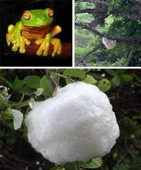 Pun begitu, kejadian yang berlaku pada wanita ini jelasnya mengejutkan dek kehadiran haiwan berbisa itu. 6 Sarang Binatang Yang Menakjubkan Beritaunik Net