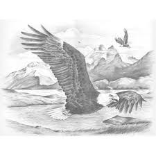 Sketching By Number Kit 11 1 2 X15 1 2 Eagles Kmart Eagle Drawing Eagle Sketch Eagles