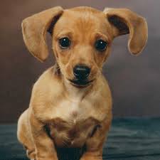 Miniature dachshund, alabama » fairhope Learn More About Dachshund Colors