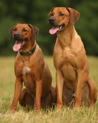 Image result for rhodéský ridgeback